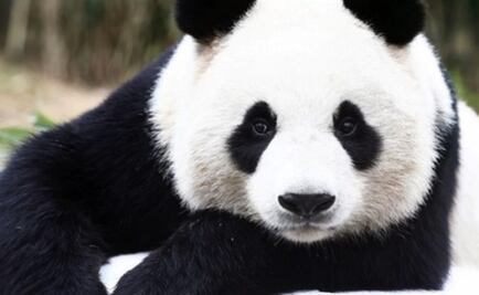 Los antiguos pandas comían más que bambú 