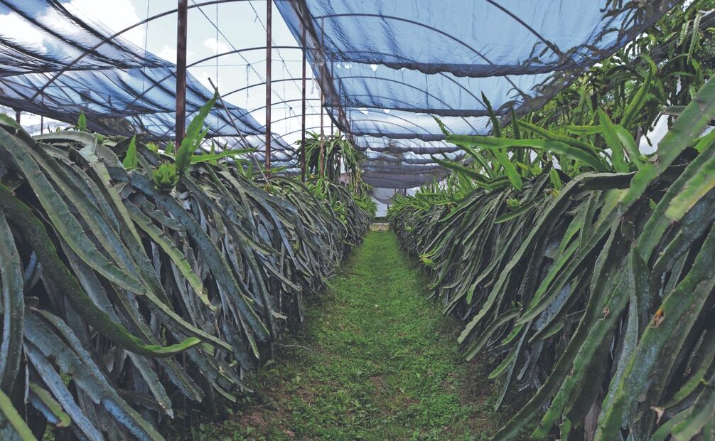 Existen tres bancos de adaptación de pitahaya o germoplasmas en Oaxaca, donde se adapta la semilla de esta fruta exótica para ser cosechada en el estado. Fotos: de Juan Carlos Zavala