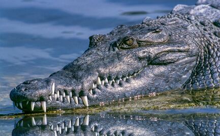 ¡De miedo! Un hombre comparte video de cómo intenta ahuyentar un cocodrilo
