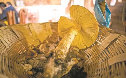 Ministro propone proyecto en la Corte contra prohibición de consumo de hongos alucinógenos; "vulnera libre desarrollo", señala