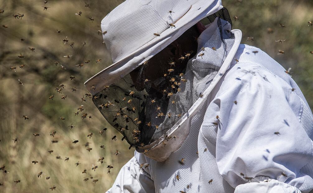 Autoridades descartan peligro tras caída de panal de abejas en zona maya de Uxmal en Yucatán. Foto: Gabriel Pano/ El Universal