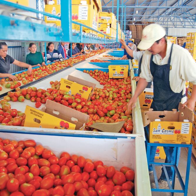 De acuerdo con el CNA, los productores de jitomate de Florida, que producen 3% de este fruto en Estados Unidos, exigen castigar a México. ARCHIVO EL UNIVERSAL