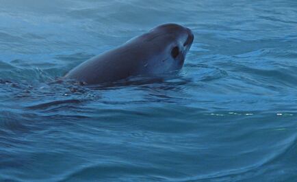 “Sea of shadows” registra la lucha por salvar a la vaquita marina