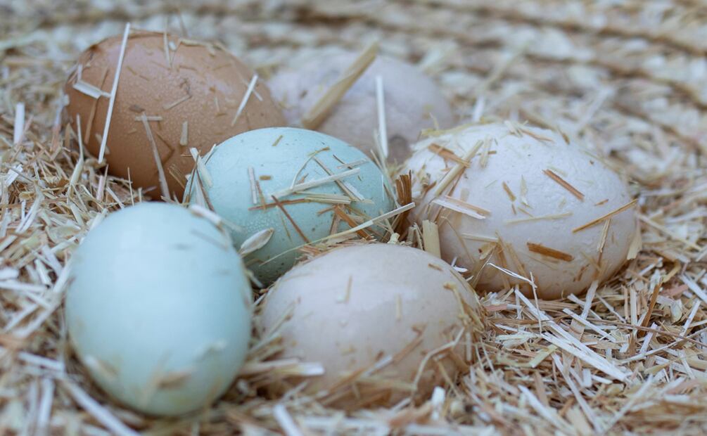 Conoce los huevos arcoíris. Foto: cortesía