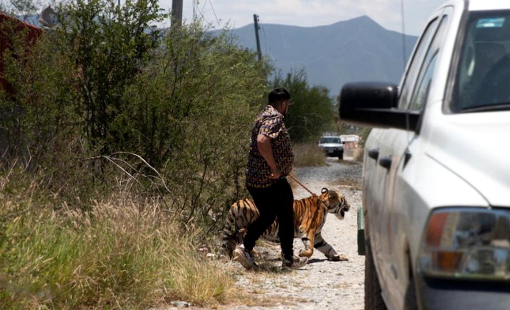 Capturan a tigre de 11 meses de edad que había escapado, en el municipio de Salinas Victoria, Nuevo León, el 25 de junio de 2025. Foto: especial