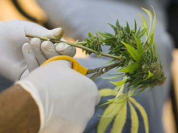 Morena propondrá ley para regular comercialmente la marihuana