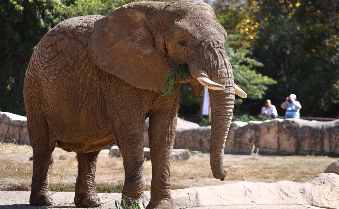 Gobierno de CDMX y Sedema respaldan fallo que protege a elefanta Ely (26/02/2025). Foto: Archivo / EL UNIVERSAL