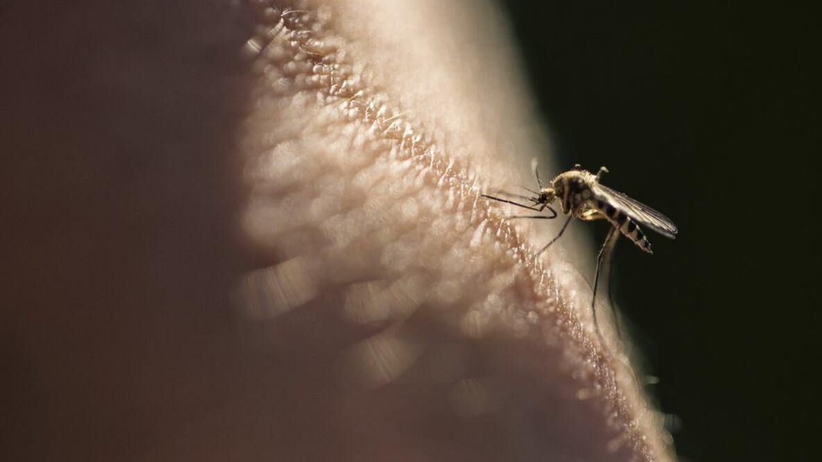 La malaria está causada por parásitos que se transmiten al ser humano por la picadura de mosquitos hembra infectados del género Anopheles. Foto: Getty Images vía BBC