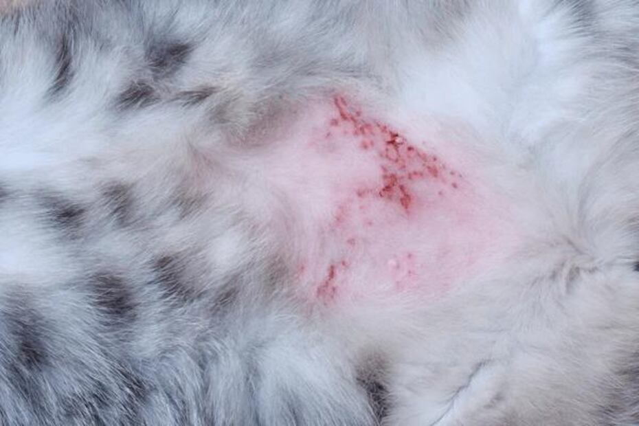 La dermatitis en gatos es una condición cutánea. Fuente: Freepik.