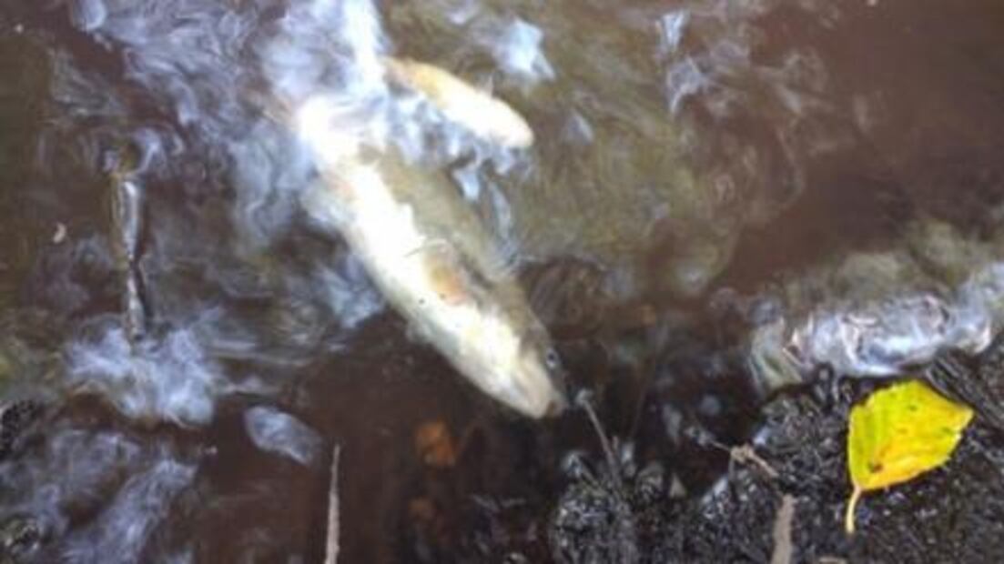 Denuncian contaminación en Río Rosas, en Hidalgo, por residuos tóxicos