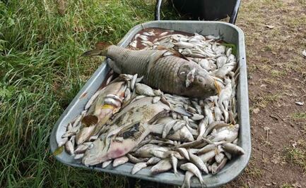 Ola extrema de calor en Europa comienza a cobrar sus primeras víctimas; mueren todos los peces de un lago en República Checa