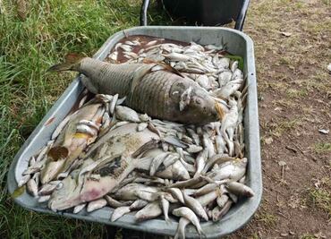 Ola extrema de calor en Europa comienza a cobrar sus primeras víctimas; mueren todos los peces de un lago en República Checa