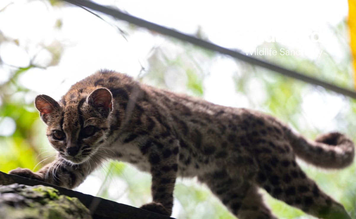 Ahora con 10 años de edad, el felino permanece bajo resguardo del Santuario Senda Verde, en el municipio de Coroico, Bolivia. (septiembre 2026) [Cortesía: Senda Verde Wildlife Sanctuary]