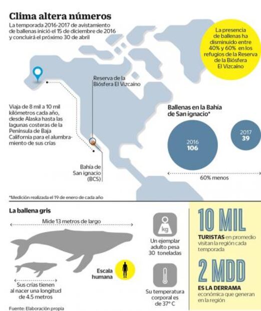 Ballena gris. A la baja, cifra de avistamientos