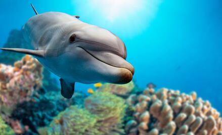 Los delfines reconocen a sus pares a través de la orina: estudio 