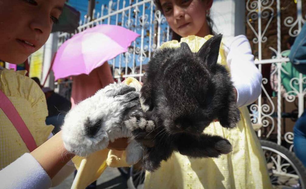 Feligreses acuden acompañados por sus mascotas a la parroquia de San Antonio Abad. Foto: Alejandro Vargas/EL UNIVERSAL