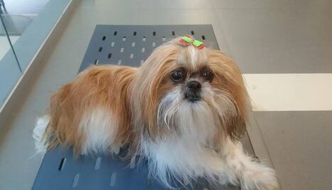 Croquetas de "firulais" subieron de precio por gasolinazo y tipo de cambio