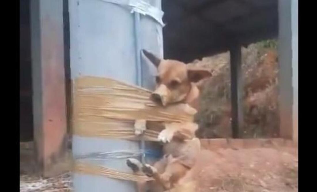 Perro amarrado a poste en Barrancabermeja, Santander, Colombia. Foto: Tomada del video de redes