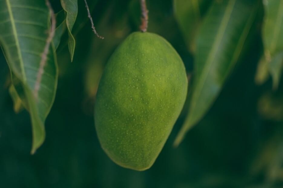 Día Mundial de la Salud: comer más proteína vegetal y menos animal
