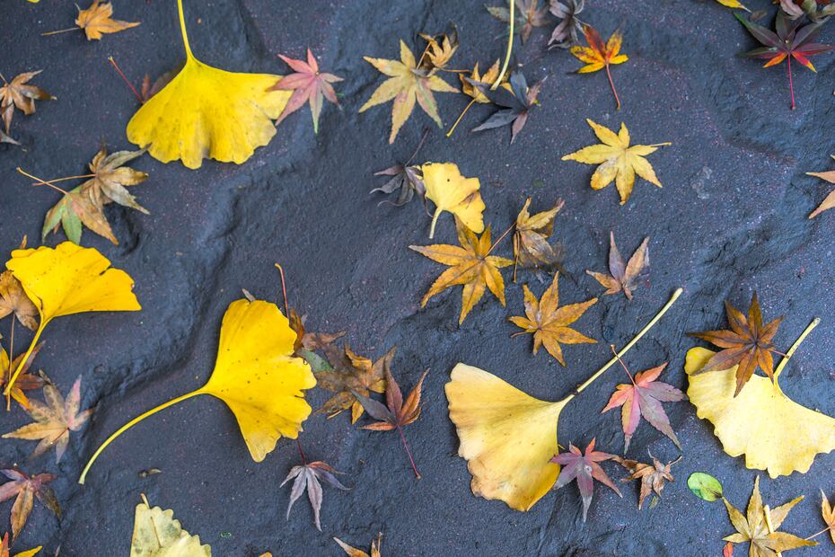 Ginkgo biloba contiene flavonoides y terpenoides, antioxidantes que protegen las células del daño oxidativo. Foto: Freepik