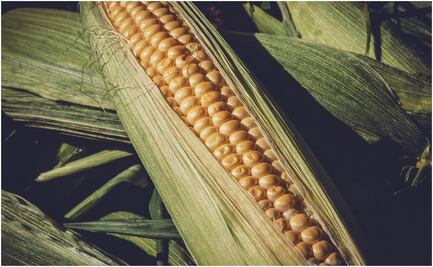 Nuevo decreto resuelve en 98% diferencia con EU por maíz transgénico: CNA