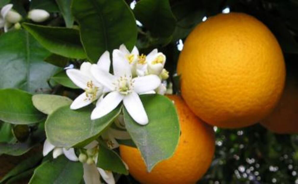 5 tés florales con grandes beneficios para tu salud