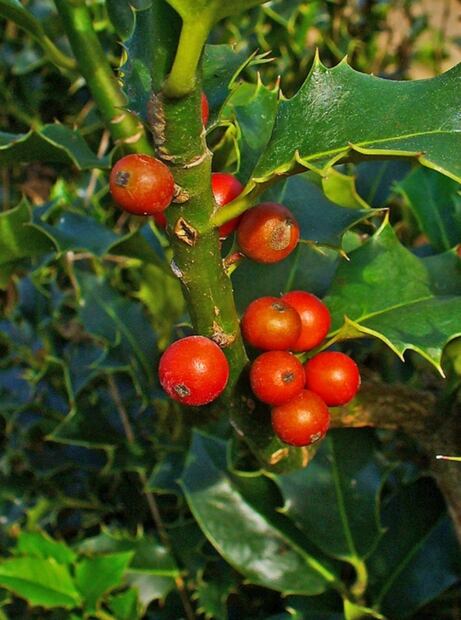 ¿Sabes cuál es la rosa de la Navidad y por qué nació sobre la Nieve?, flores navideñas que no sabías que existían