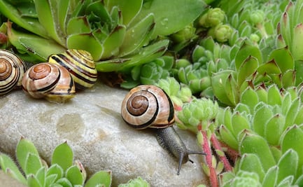 ¿Qué aportan los caracoles a mi jardín? Conoce estos datos que no sabías