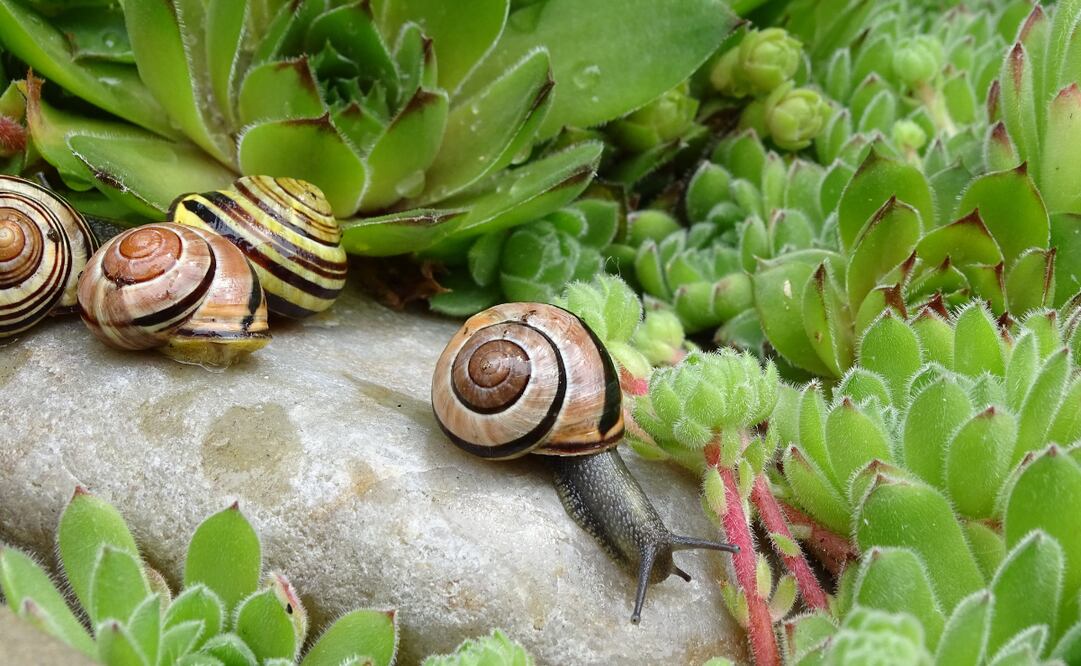 Conoce qué beneficios brinda la presencia de caracoles en tu jardín. Foto: Canva