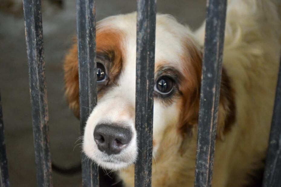 En adopción, los 80 perros rescatados en Neza; presuntamente eran engordados para vender su carne a taquerías