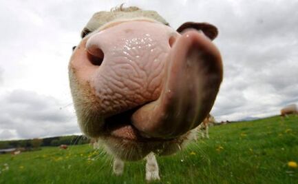 Detectan caso atípico de "enfermedad de la vaca loca" en Suiza