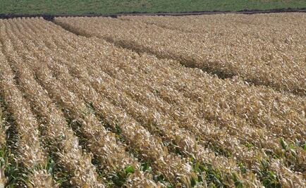 Agricultores de Tierra Caliente piden declaratoria de desastre