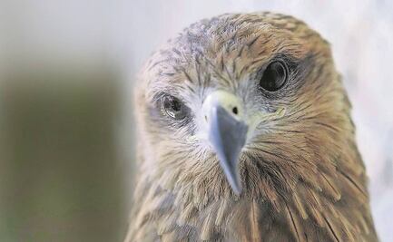 "Todo lo que respira" es Oscar y reflexión