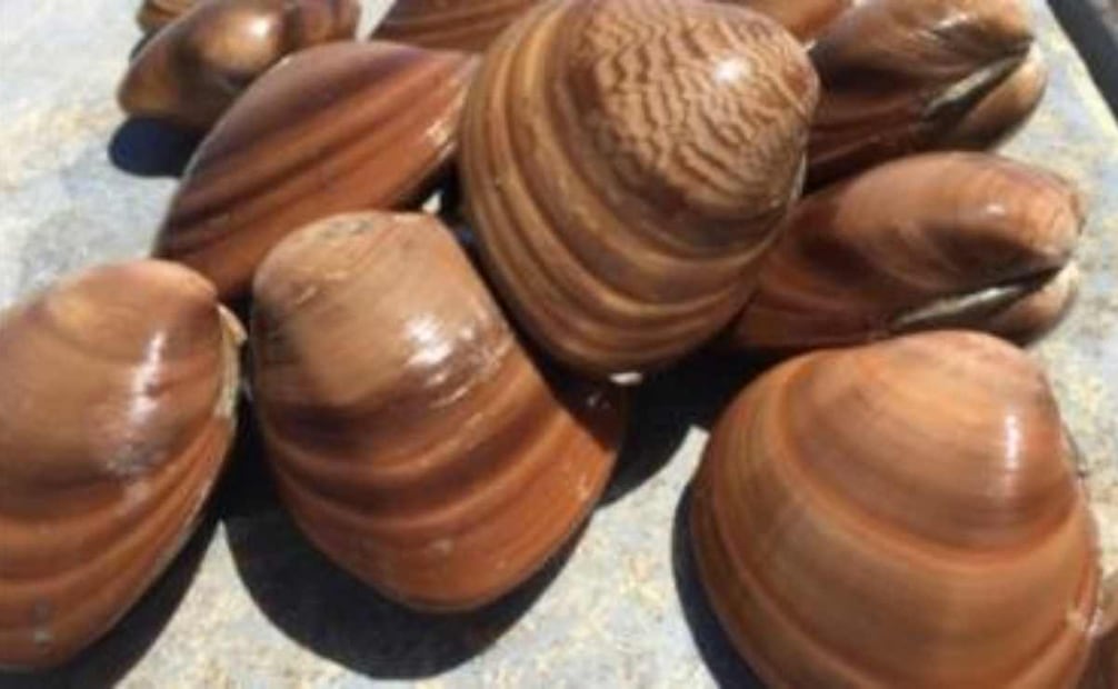 Conapesca informó que en septiembre iniciarán los periodos de veda y de aprovechamiento de doce especies marinas. Foto: Especial