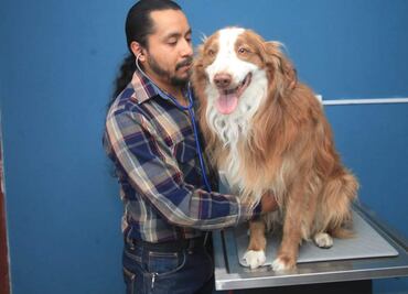Gusano barrenador puede afectar a tu mascota; veterinario da recomendaciones clave