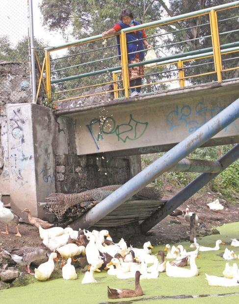 Retirarán patos, gansos y tortugas de Canal Nacional