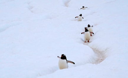 Hallan microplásticos en heces de pingüinos de la Antártida 