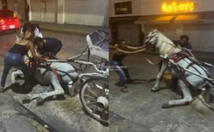 Reportan nuevo caso de maltrato animal en Yucatán; caballo calesero se desploma en pleno centro de Mérida