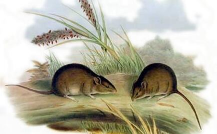 Encuentran ratón que se creía extinto desde hace más de 150 años