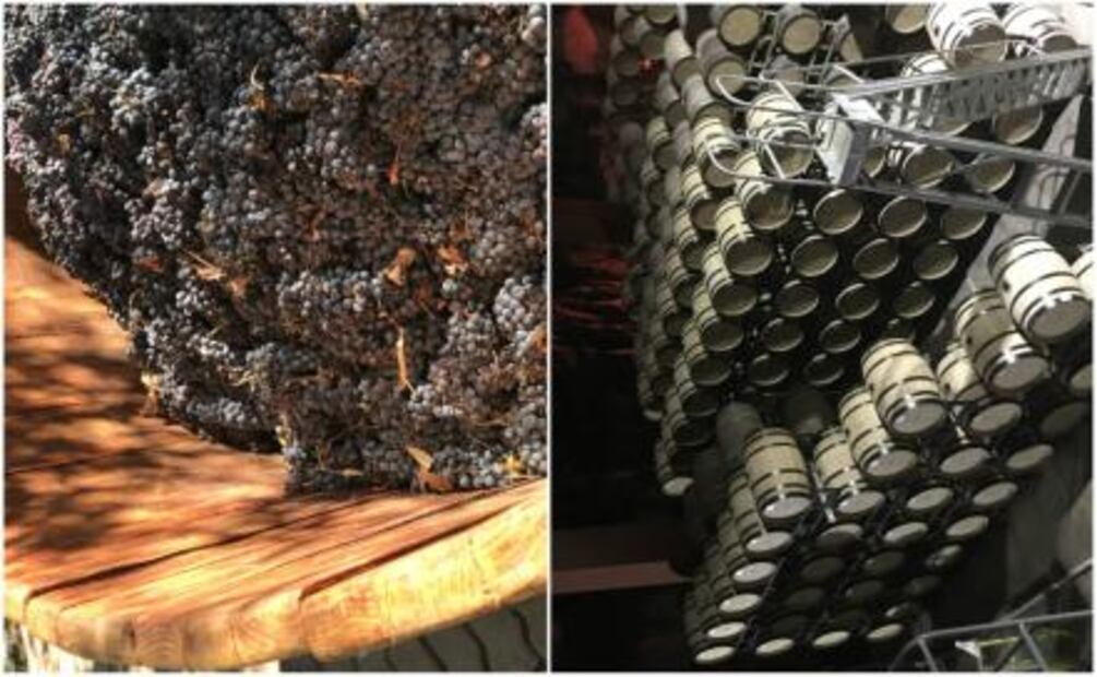 La sorprendente bodega de Monte Xanic 