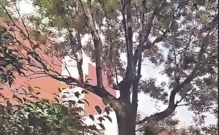 Colonos temen tala de árbol Eugenito en la Del Valle 