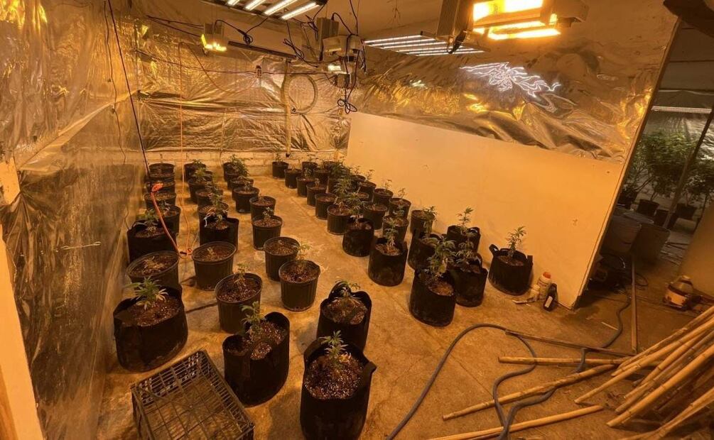 Las plantas de marihuana ya tenían la altura suficiente para ser cosechada (20/06/2025). Foto: Especial