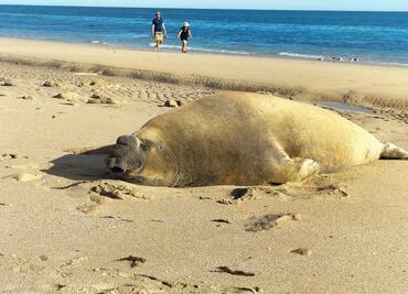 Elefante marino de 3 metros hace visita “inusual” a playa de Puerto Peñasco, Sonora