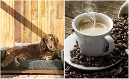 Ya existe un café para el mejor amigo del hombre