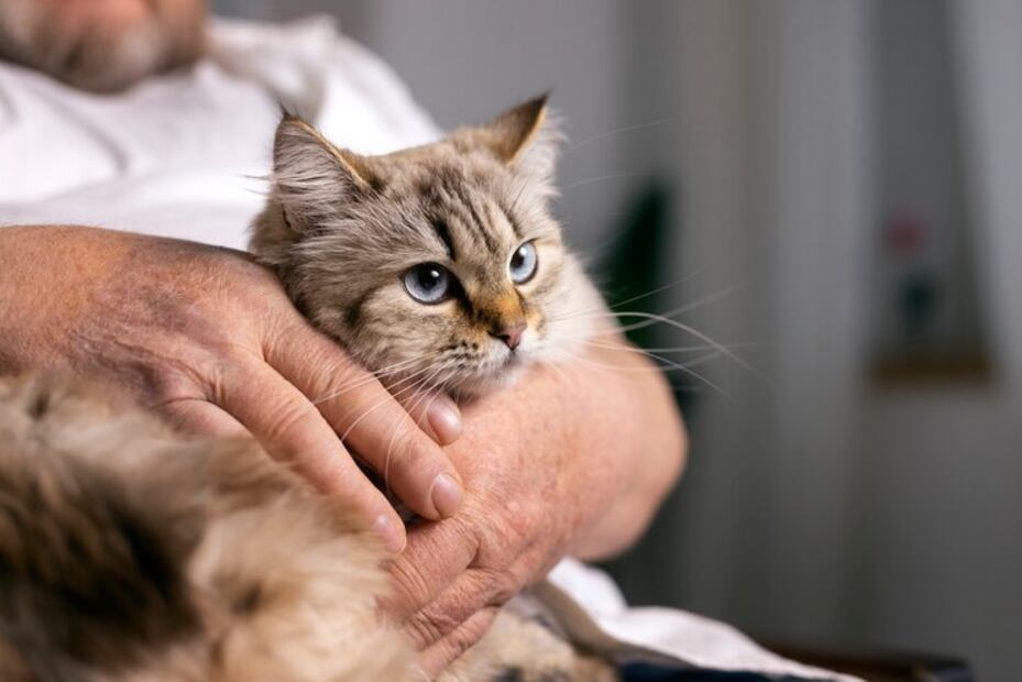 Gatos. Fuente:Freepik.