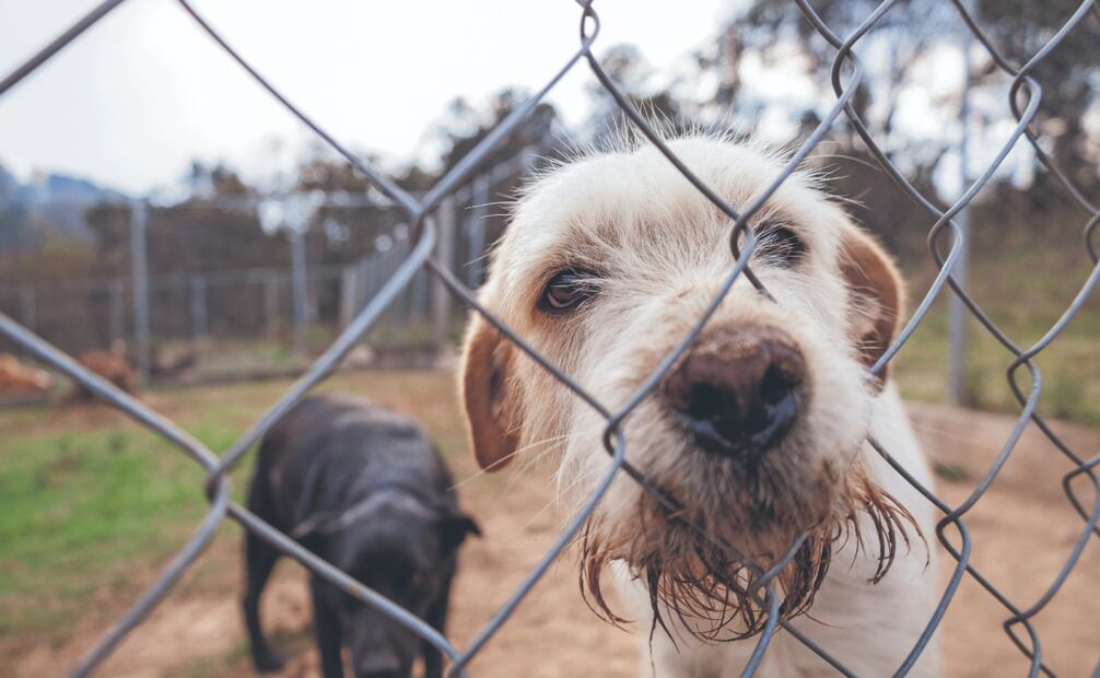 Cientos de perros esperan en Huixquican ser dados en adopción a alguna familia que los quiera, la mayoría son perros mestizos de talla mediana a grande. Fotos: de YARETZY M. OSNAYA