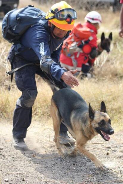 Evalúan a perros rescatistas en parque de Iztapalapa