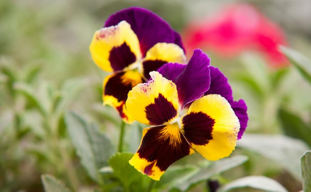 Cinco flores comestibles y sus beneficios. Foto: Pexels