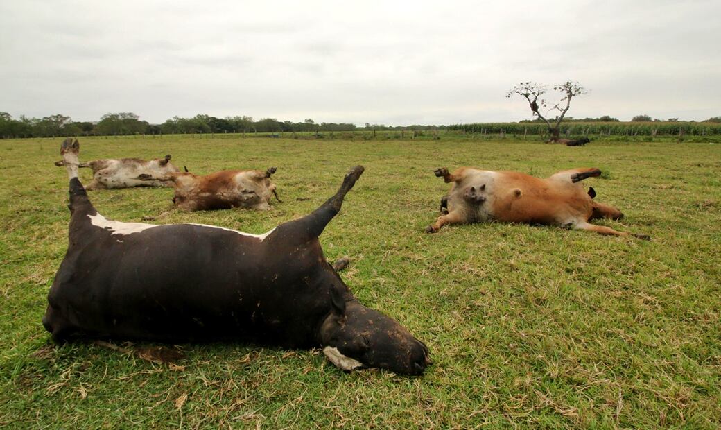 Más de 600 reses murieron por envenenamiento tras consumir alimento contaminado en el municipio de Huimanguillo, Tabasco, el 20 de marzo de 2025. Foto: Luma López/EL UNIVERSAL