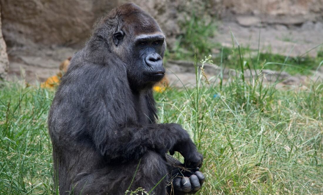 Muere la gorila Arila, viuda de Bantú, en Zacango